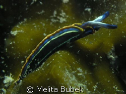 little slug Thuridilla hopei on 7m depth/ Sistiana, Tries... by Melita Bubek 